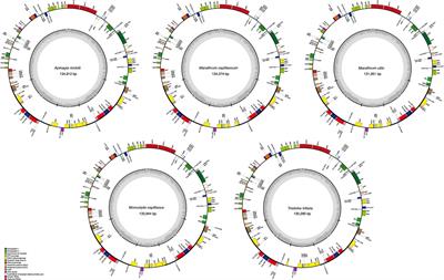 Plastid Genomes of Five Species of Riverweeds (Podostemaceae): Structural Organization and Comparative Analysis in <mark class="highlighted">Malpighiales</mark>